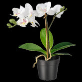 FEJKA Artificial potted plant, Orchid white 9 cm